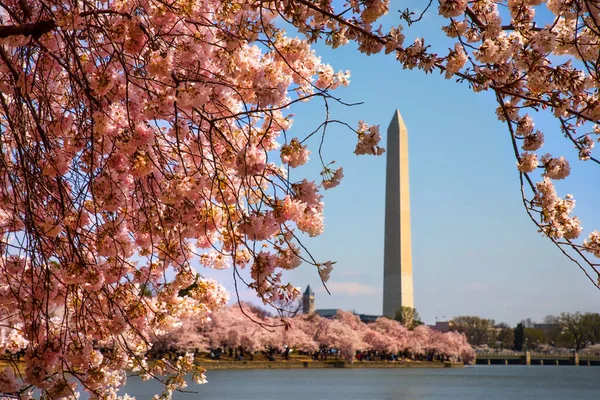 Washington DC 'deki gelgit havzasında kiraz çiçekleri..