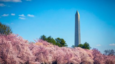 Washington 'daki Washington Anıtı Kiraz Çiçeği Festivali sırasında.