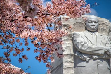 Washington DC 'deki gelgit havzasında kiraz çiçekleri..
