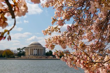 Washington DC 'deki Tidal Basin' de kiraz çiçeklerinin arkasındaki Jefferson Anıtı..