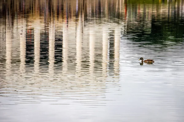 Pato Nadando Una Piscina Reflectante Cerca Del Lincoln Memorial National — Foto de Stock