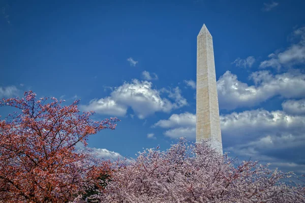 Monumento Washington Detrás Flores Cerezo Cuenca Marea Washington — Foto de Stock
