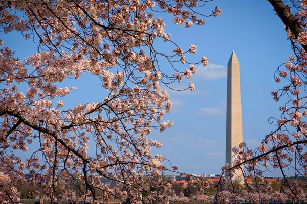 Monumento Washington Detrás Flores Cerezo Cuenca Marea Washington — Foto de Stock