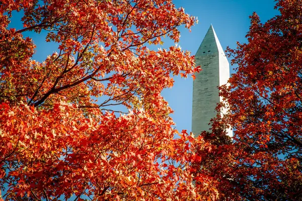 Los Árboles Del Otoño Washington Con Monumento Washington Fondo — Foto de Stock