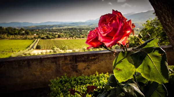 イタリアのカラブリアのブドウ畑を見下ろす壁の近くに花が座っています — ストック写真