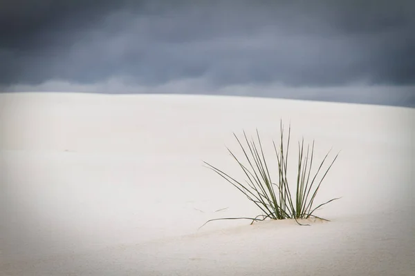 ニューメキシコ州アラモゴード近くの砂漠に座っている唯一の植物の後ろの地平線の嵐 — ストック写真