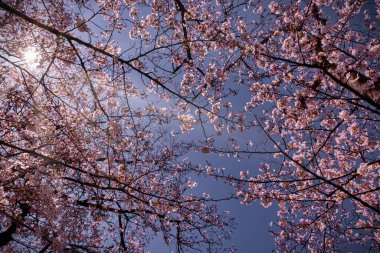 Yokosuka, Japonya 'da kiraz çiçeklerine bakıyorum..
