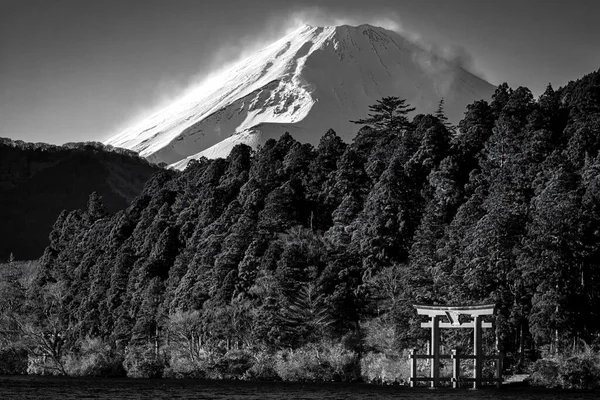 Een Boom Een Heuvel Kanonzaki Park Buurt Van Yokosuka Japan — Stockfoto