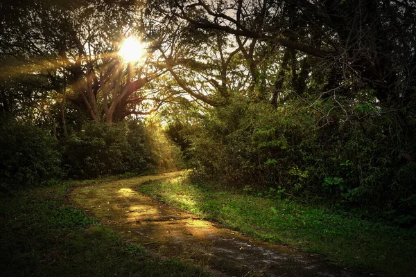 Sunlight shines through the trees on a path in Kanonzaki Park near Yokosuka, Japan.