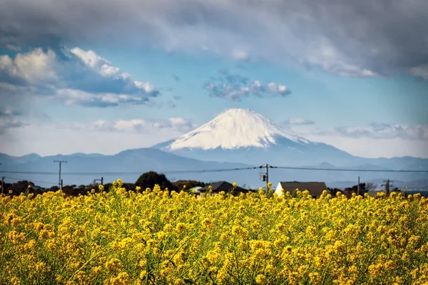 Field Yellow Flowers Rural Countryside Miura Japan Mount Fuji Background — Stock Photo, Image