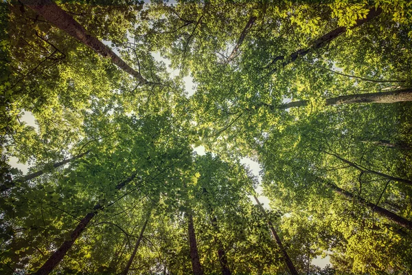 Looking Trees Yorktown Virginia — Stock Photo, Image