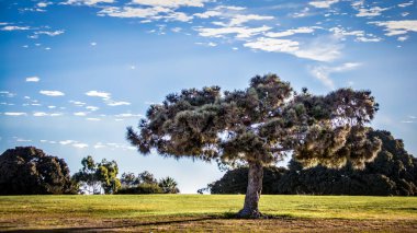 San Diego, Kaliforniya 'daki Mission Bay Park' ta bir tepenin üzerinde bir ağaç duruyor..