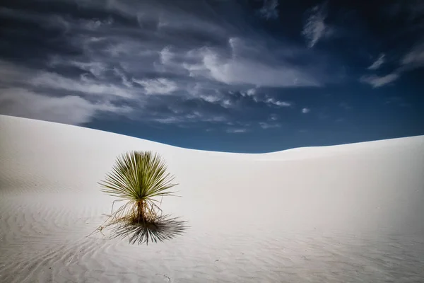 アラモゴード近くのニューメキシコ州の砂の中に植物が目立ちます — ストック写真