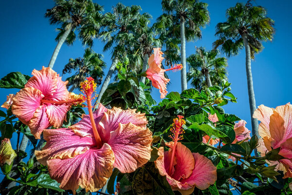 Flowers and palm trees in the Coronado Cays, California.