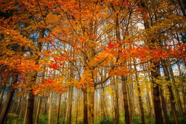 Virginia Fairfax İstasyonu yakınlarındaki bir ormanın rengarenk sonbahar renkleri.