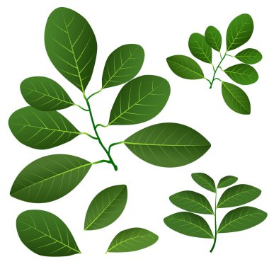 Jackfruit ağacının yaprakları. Yeşil Yapraklar ve dallar vektörü beyaz arkaplanda izole edildi. 