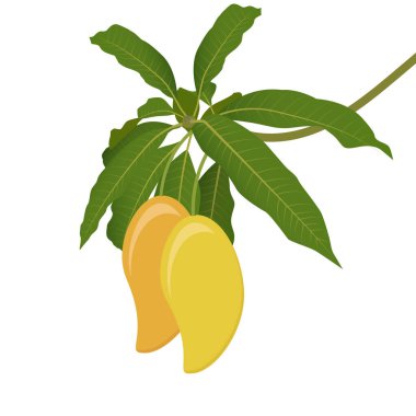 Ağaçta sarı mango. Yeşil Yapraklar ve Dallar vektörü beyaz arkaplanda izole edildi. Mango dalı.