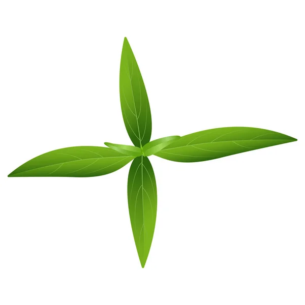 Andrographis Üst Görüş Vektöründe Panikledi Bitkisel Organik Yeşil Yapraklar — Stok Vektör
