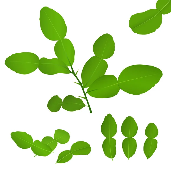 Bergamot Leaf Vector Green Leaves Branches — Stock Vector