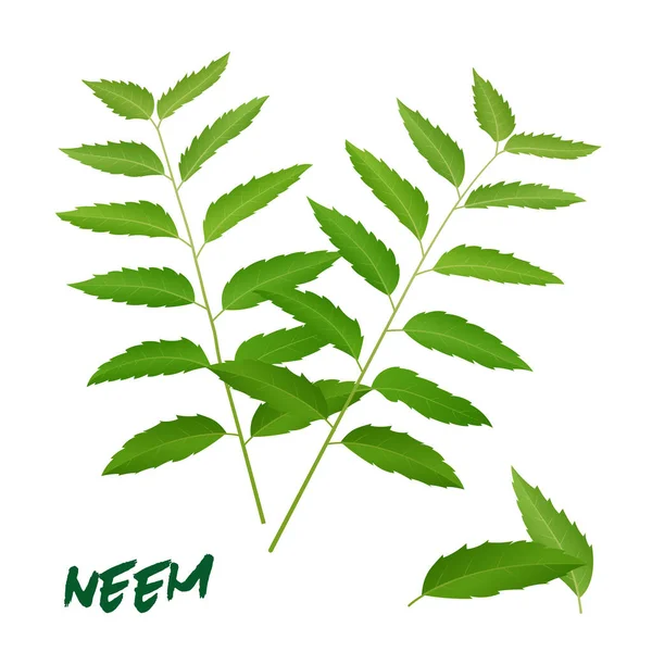 Neem Leaf Hierba Ayurveda Hojas Ramas Verdes Vector Aislado Sobre — Vector de stock