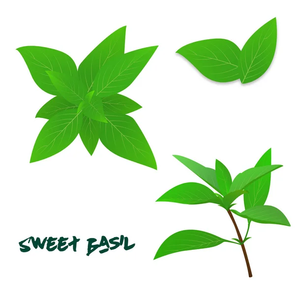 Tatlı Basil Yeşil Yapraklar Dallar Vektörü Beyaz Arkaplanda Izole — Stok Vektör