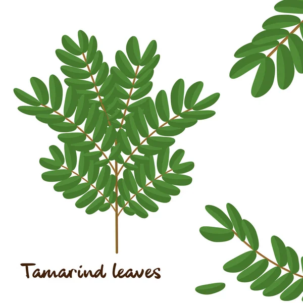 Tamarind Green Leaves Філії Вектор Ізольований Білому Тлі Векторна Графіка