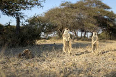doğal habitatta sevimli küçük meerkatlar ailesi