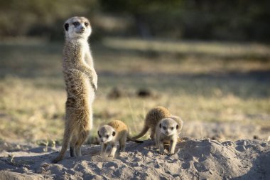 family of cute little meerkats in natural habitat clipart