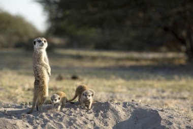 family of cute little meerkats in natural habitat clipart