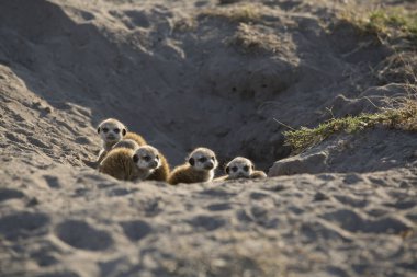 doğal habitatta sevimli küçük meerkatlar ailesi