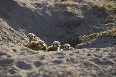 family of cute little meerkats in natural habitat clipart