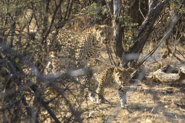 Leopar tabiatı görünümünü kapat