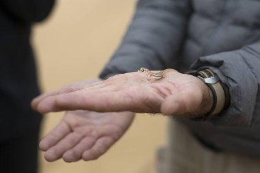 Dorob Milli Parkı 'nda bir Gecko 