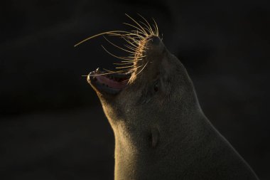 Bir kolonide Cape kürk Seal 