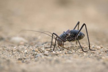 Küçük böcek görünümünü kapat 
