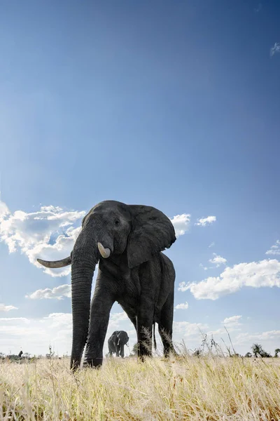 Vue Bas Des Éléphants Marchant Sur Prairie — Photo