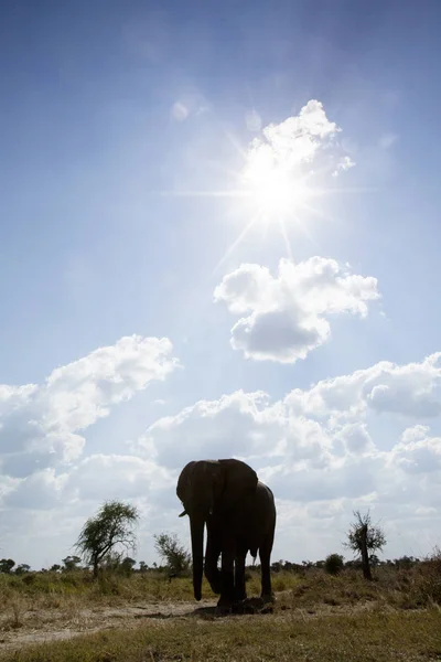 Vue Bas Des Éléphants Marchant Sur Prairie — Photo