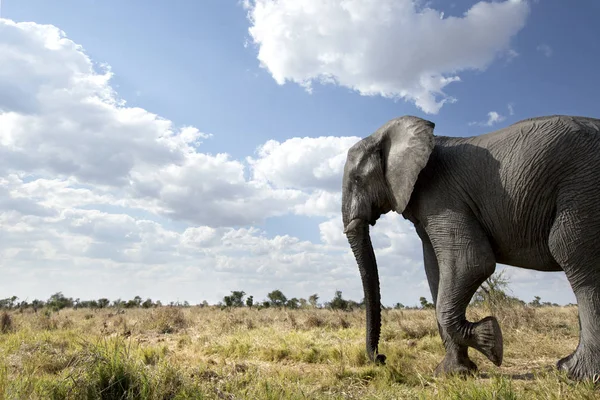 Bodem Mening Van Olifant Die Weide Loopt — Stockfoto