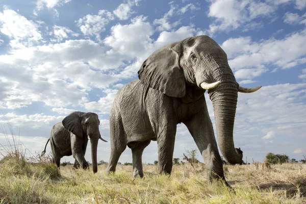 Blick Von Unten Auf Elefanten Die Auf Der Wiese Laufen — Stockfoto