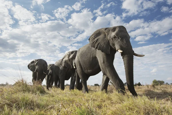 Vista Inferior Elefantes Caminhando Prado — Fotografia de Stock