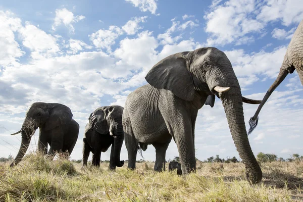 Vista Inferiore Degli Elefanti Che Camminano Sul Prato — Foto Stock
