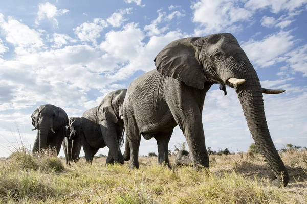 Bottom View Elephants Walking Meadow — 图库照片