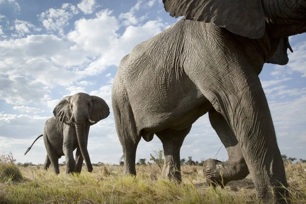 Çayır Üzerinde Yürüyen Filler Alt Görünümü — Stok fotoğraf