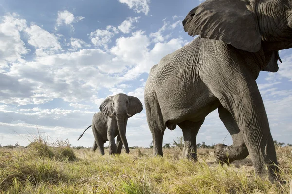 Botten Bild Elefanter Som Går Ängen — Stockfoto