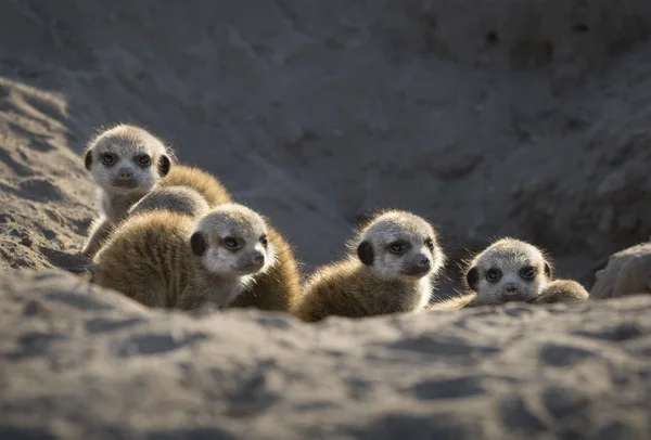 Família Pequenos Meerkats Bonitos Habitat Natural — Fotografia de Stock