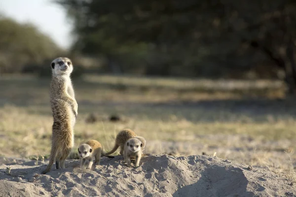 Família Pequenos Meerkats Bonitos Habitat Natural — Fotografia de Stock