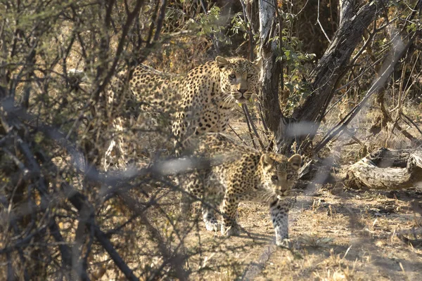 Zbliżenie Leopard Rezerwat Przyrody — Zdjęcie stockowe