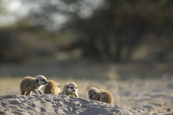 Família Pequenos Meerkats Bonitos Habitat Natural — Fotografia de Stock