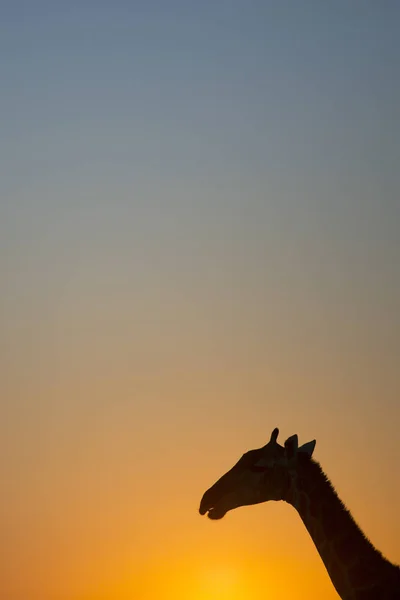 Żyrafa Etosha National Park — Zdjęcie stockowe