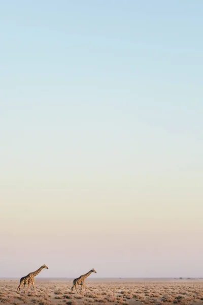 キリン エトーシャ国立公園 — ストック写真